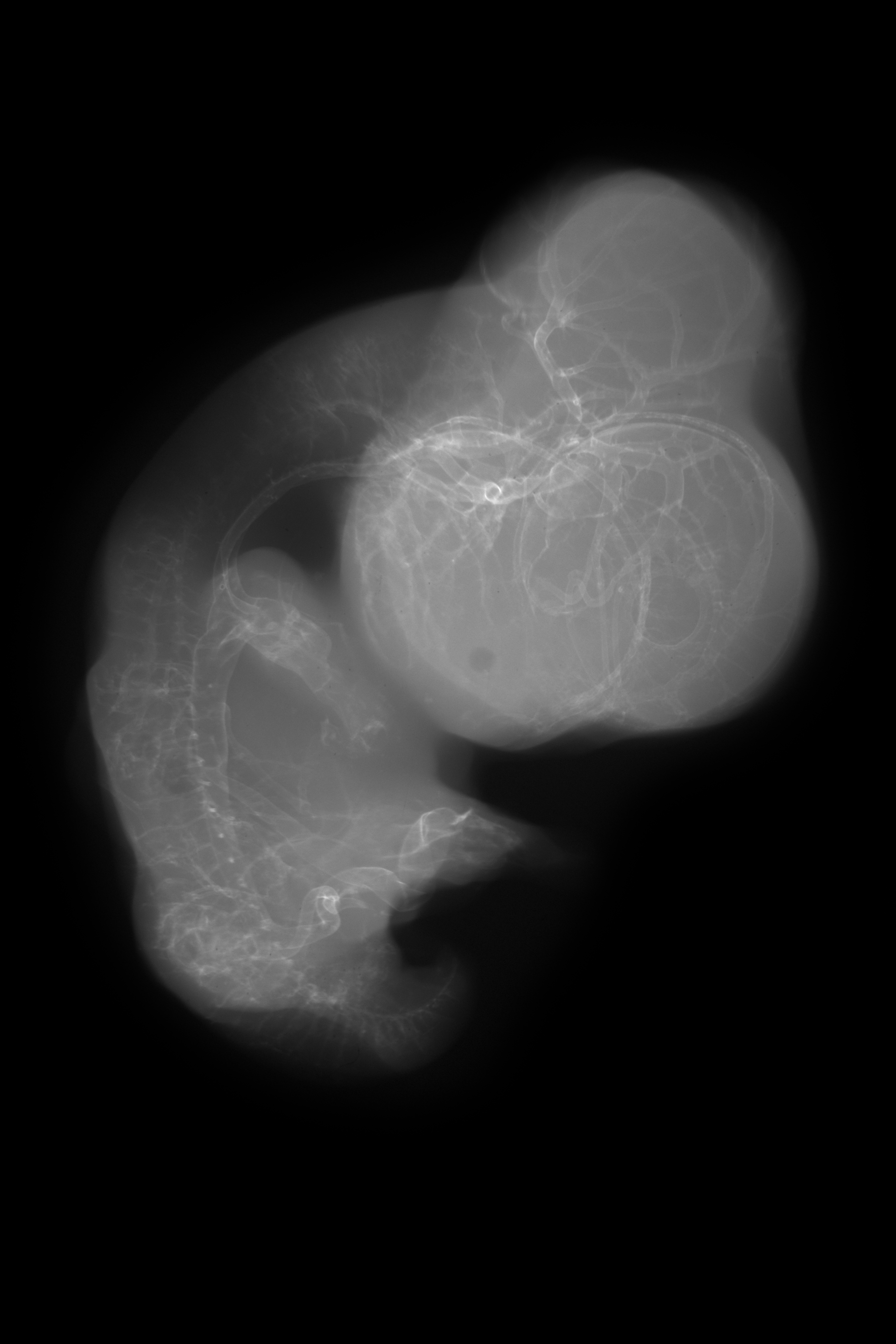 stage 30 chick embryo x-ray