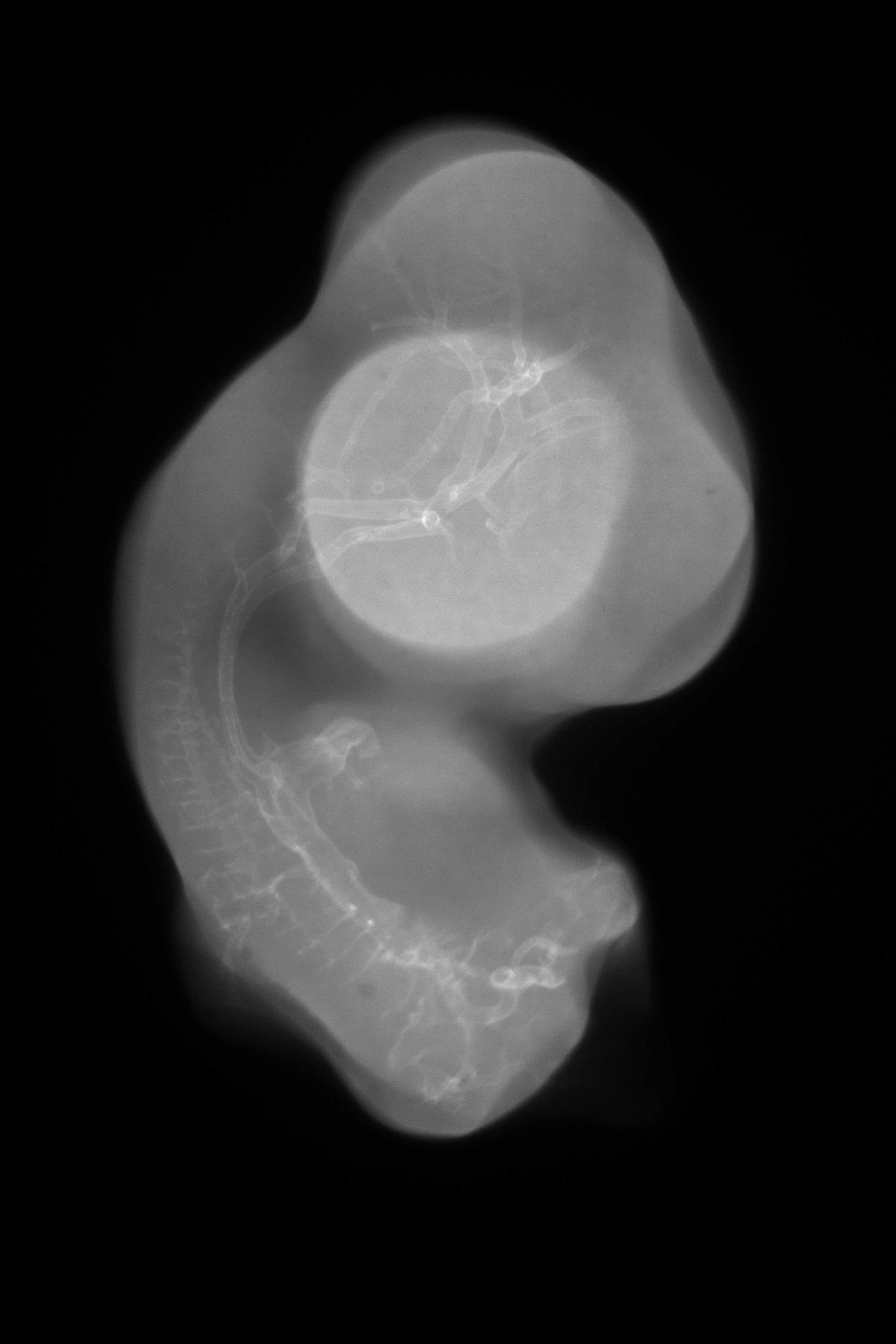 stage 30 chick embryo x-ray