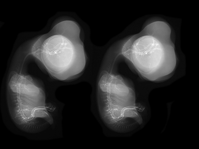 stage 30 chick embryo x-ray