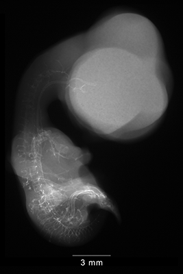 stage 30 chick embryo x-ray