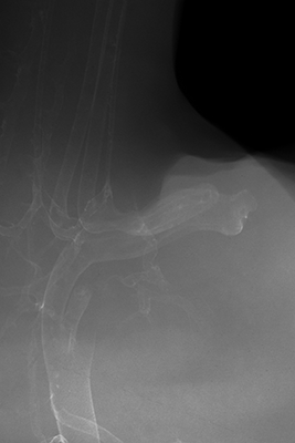stage 31 chick embryo x-ray