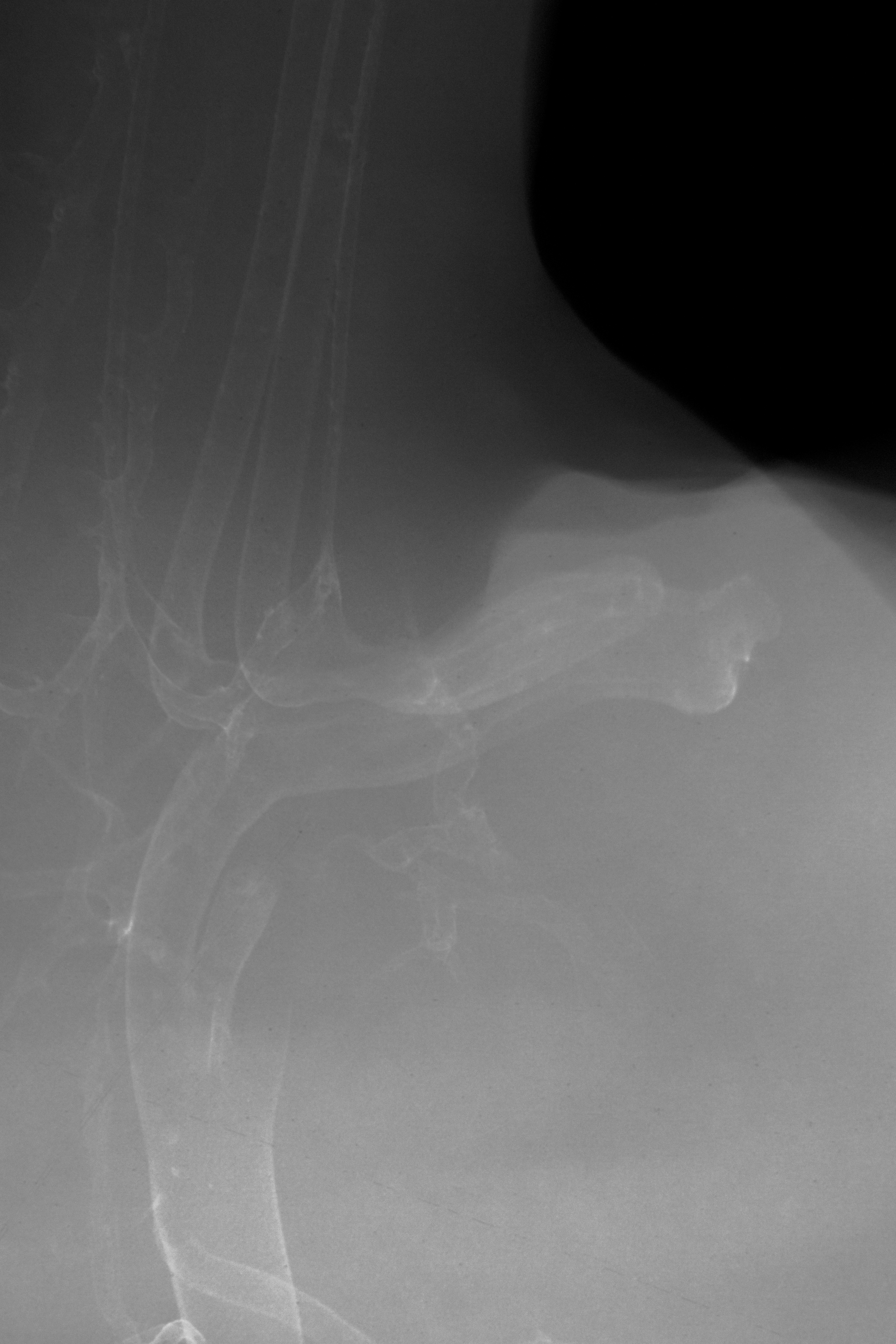 stage 31 chick embryo x-ray
