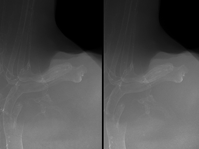 stage 31 chick embryo x-ray
