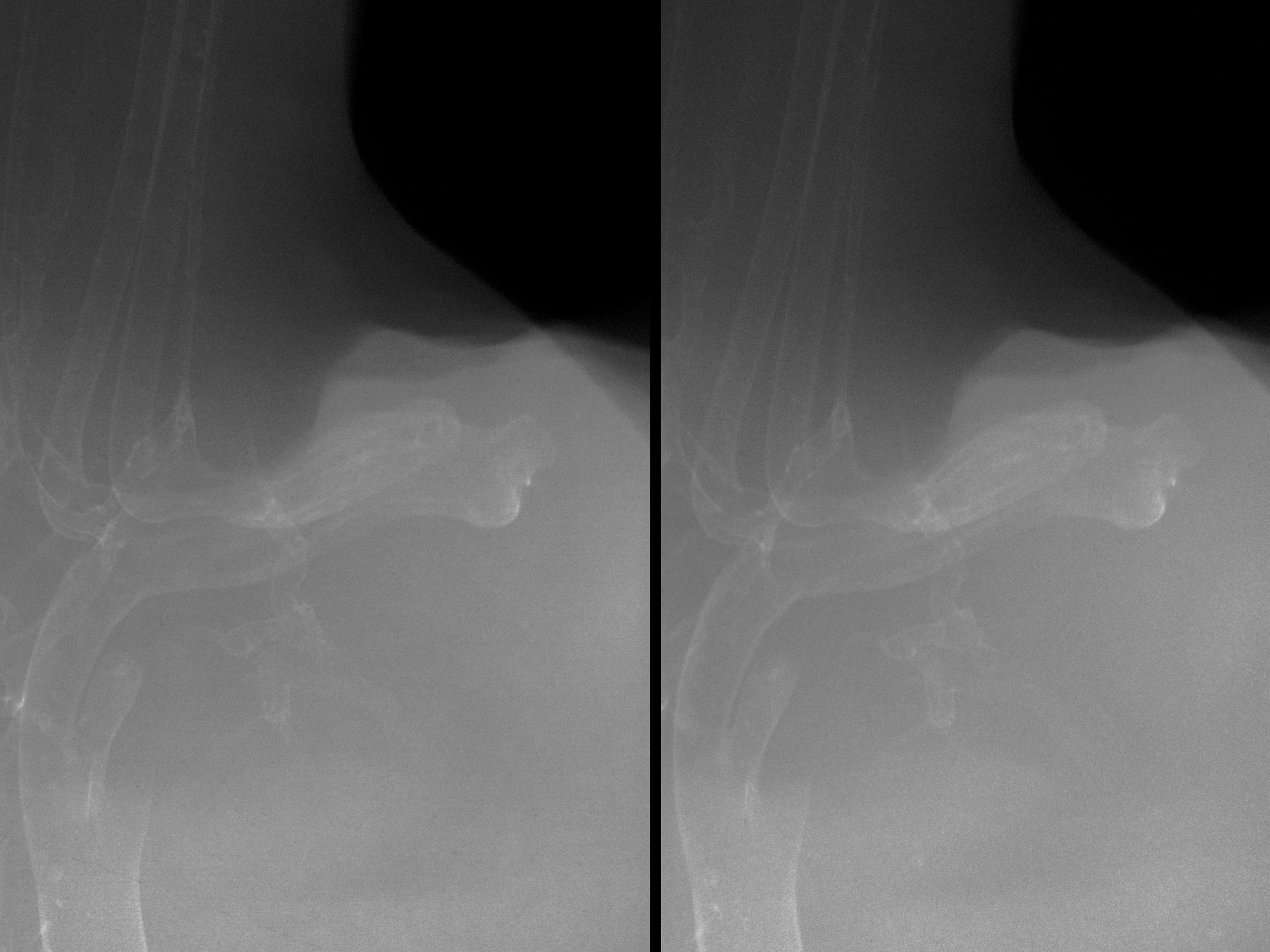 stage 31 chick embryo x-ray