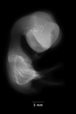 stage 35 chick embryo x-ray