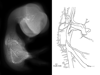 stage 35 chick embryo x-ray