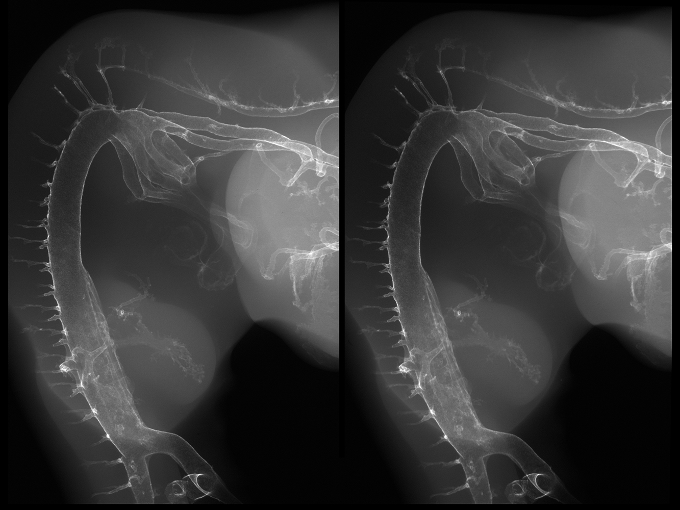 Chick Embryo X-rays Logo