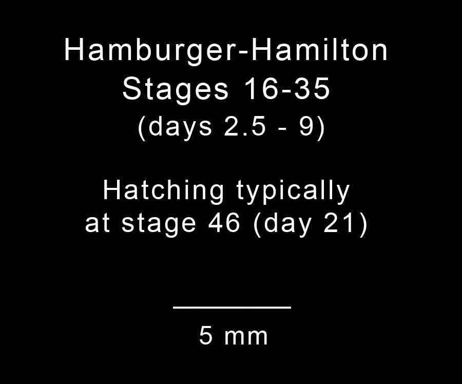 Stage 13 Embryo Image