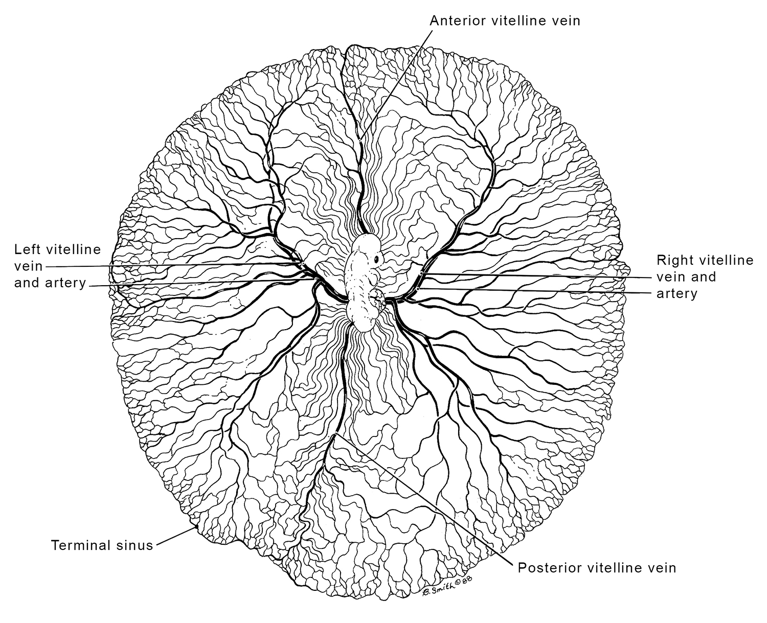 Chick Embryo X-rays Logo